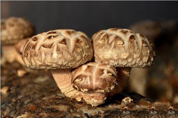 Lentinus Edodes Extract